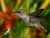 Kolibri u letu